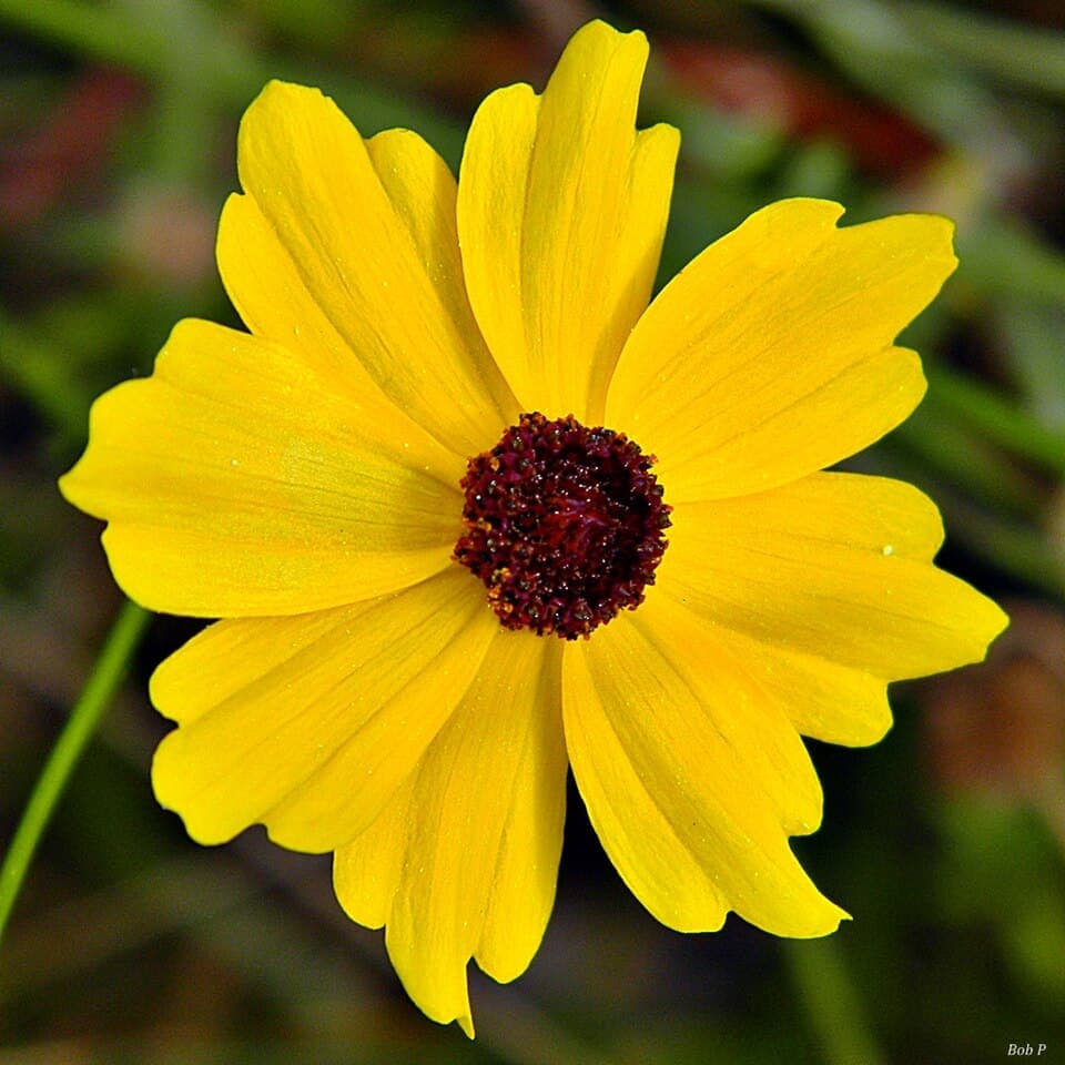 Tickseed (Coreopsis leavenworthii)