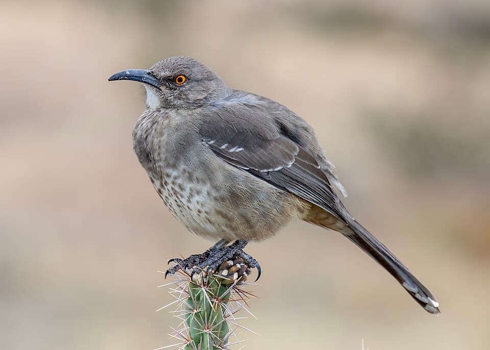 Curve-billed Thrasher, Toxostoma curvirostre