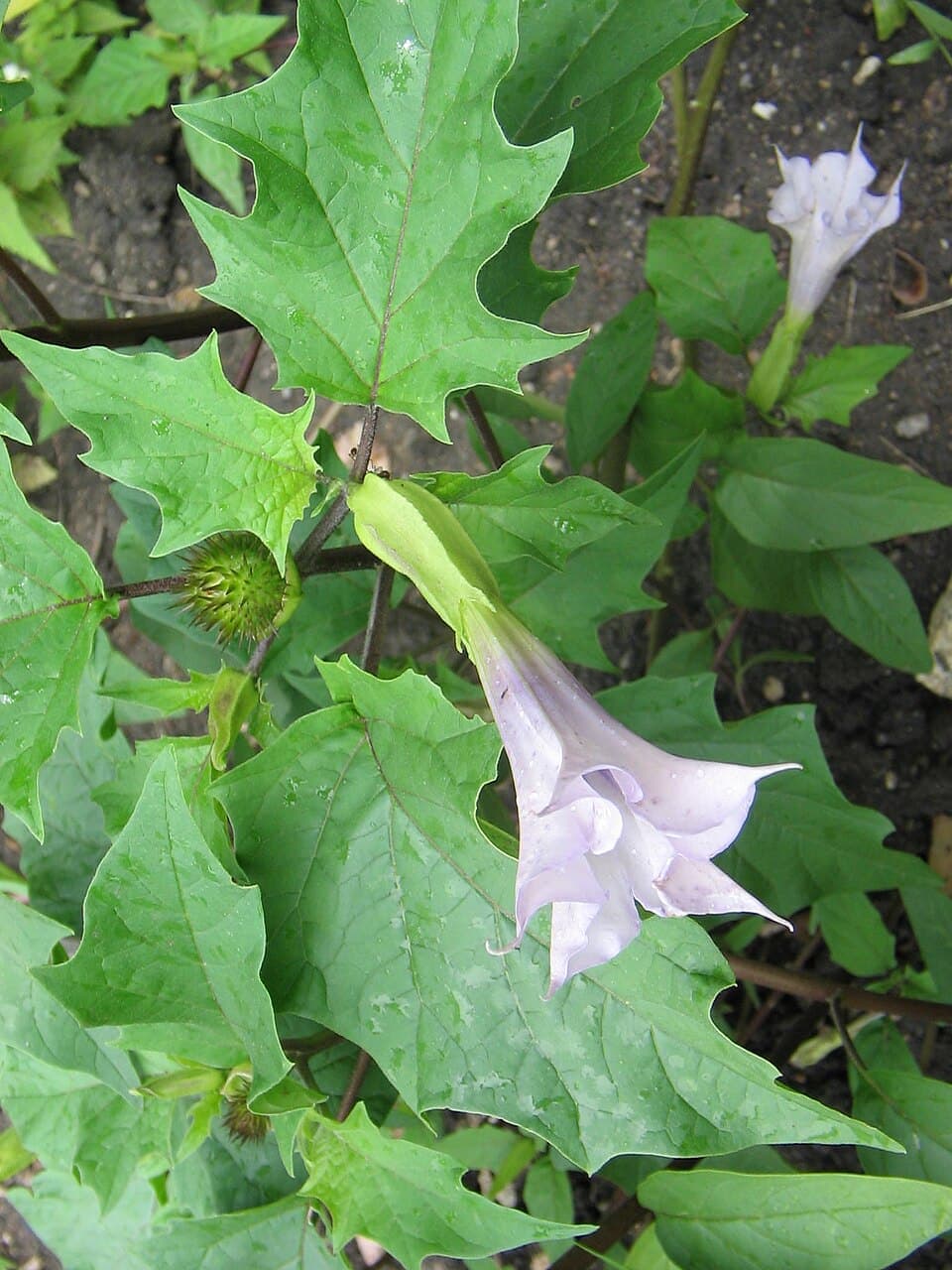Jimsonweed (Devil's Trumpet), Datura stramonium