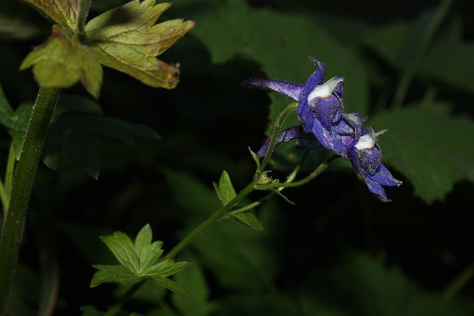 Columbia Larkspur, Delphinium trolliifolium