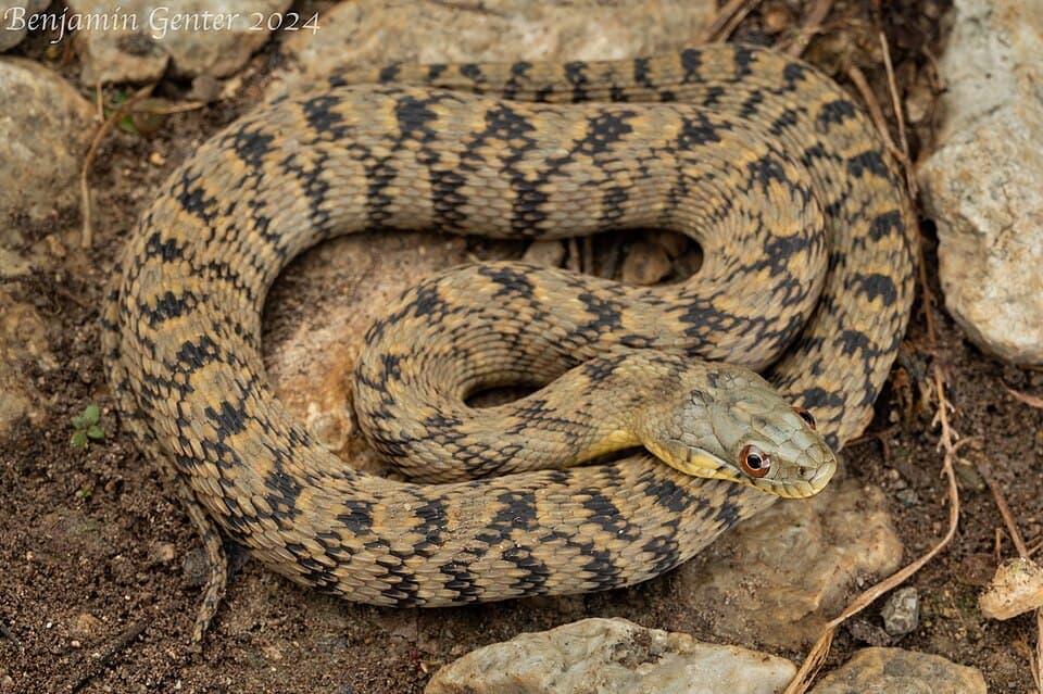 Diamondback Water Snake (Nerodia rhombifer)