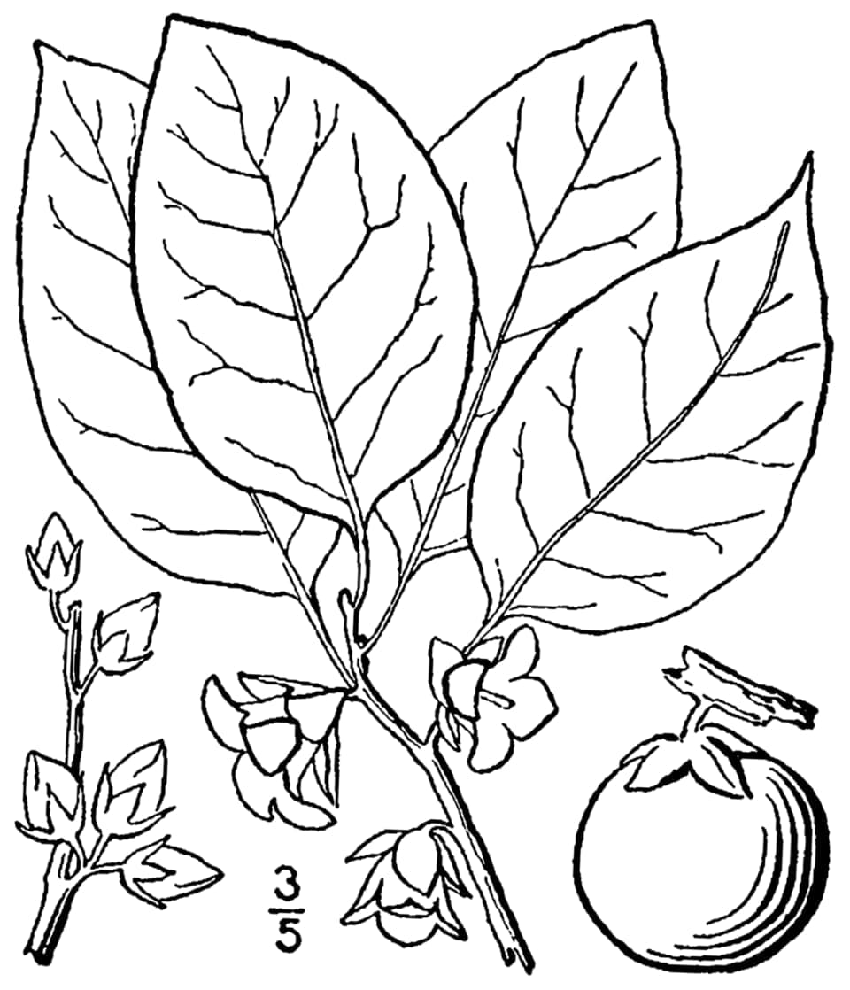 American Persimmon, Diospyros virginiana