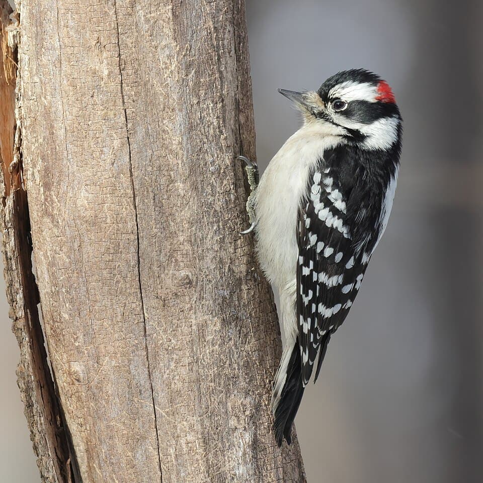 Downy Woodpecker, Dryobates pubescens