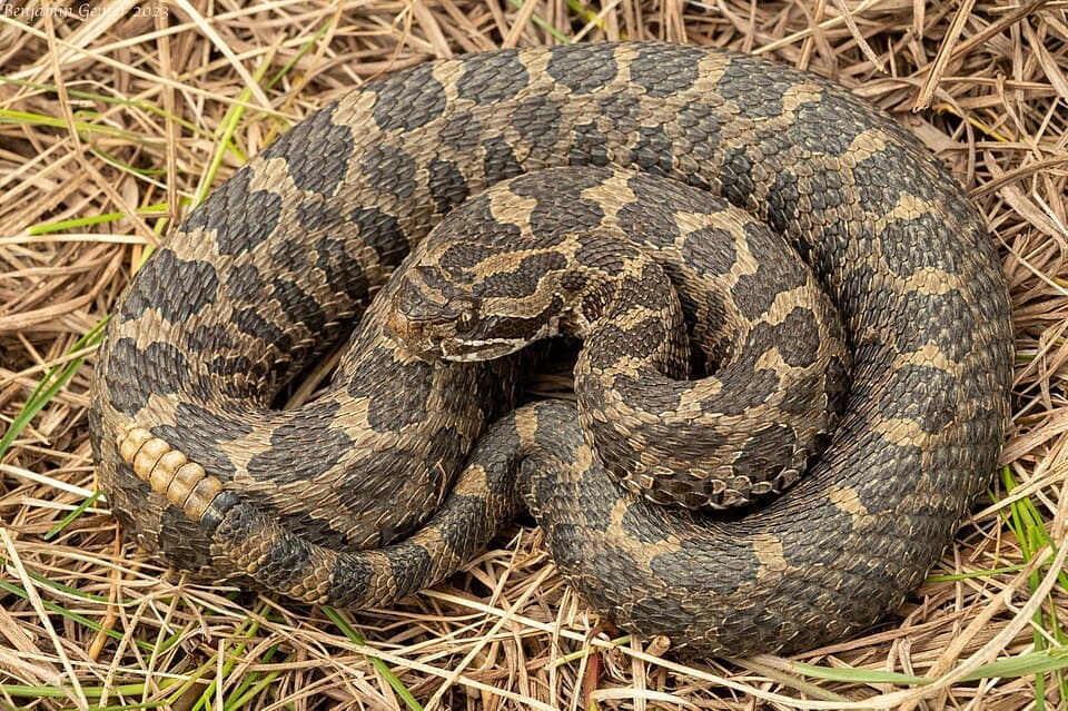 Eastern Massasauga, Sistrurus catenatus