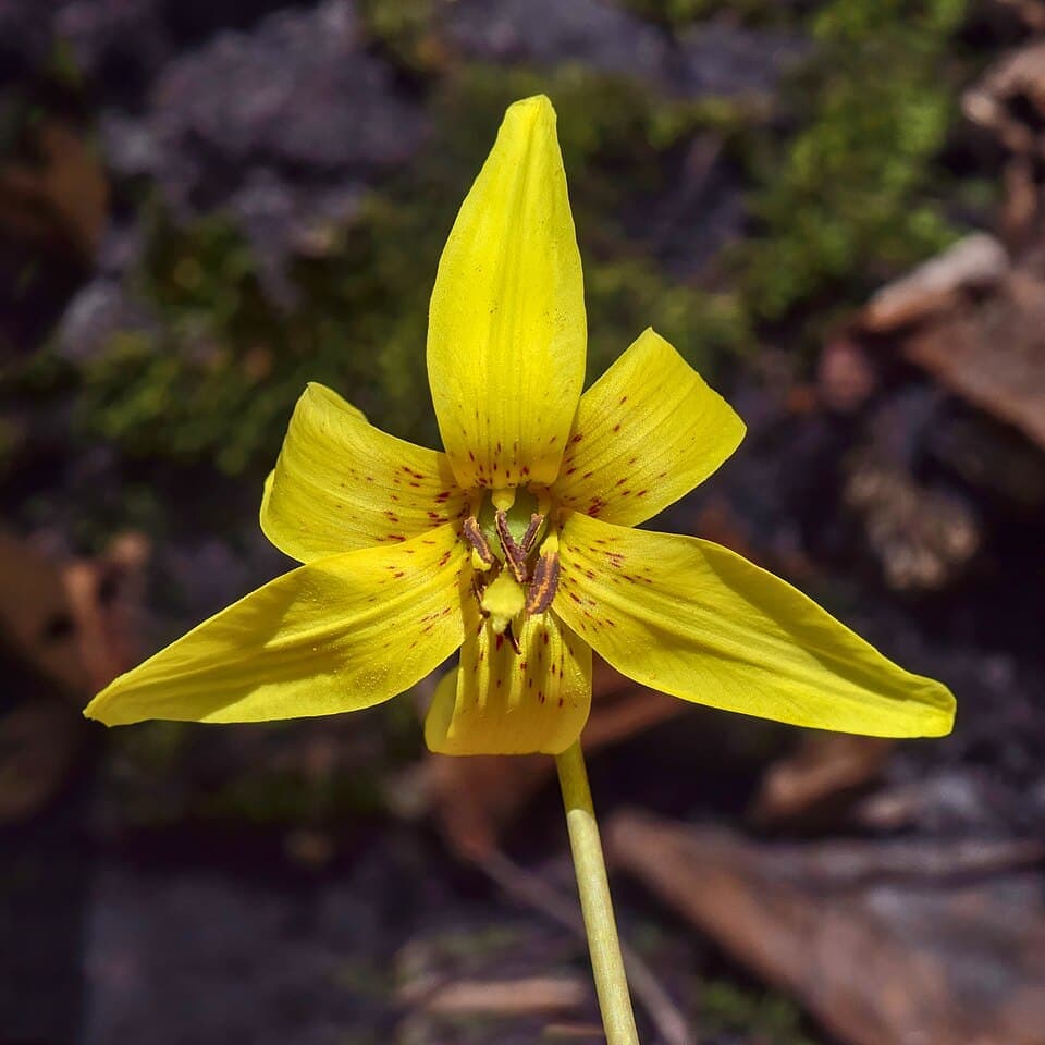 Trout Lily (Erythronium americanum)