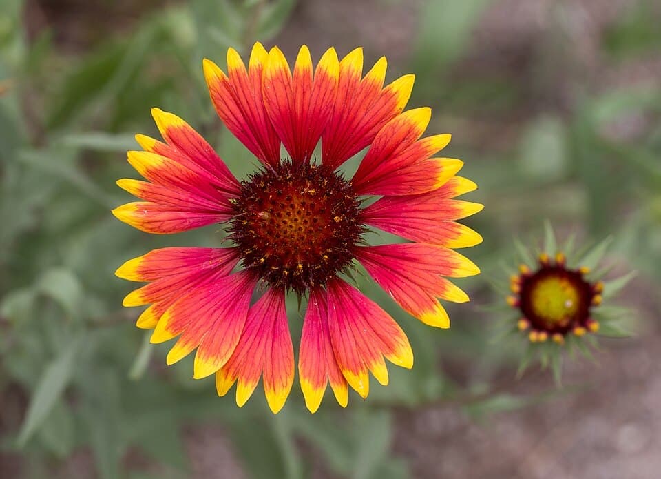Blanketflower (Gaillardia pulchella)