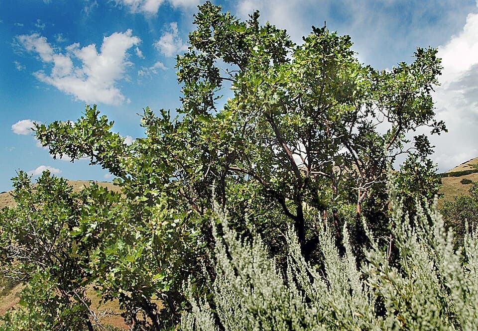 Gambel Oak, Quercus gambelii