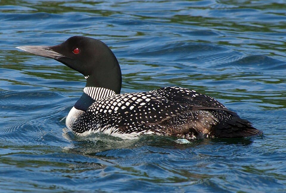 Common Loon, Gavia immer