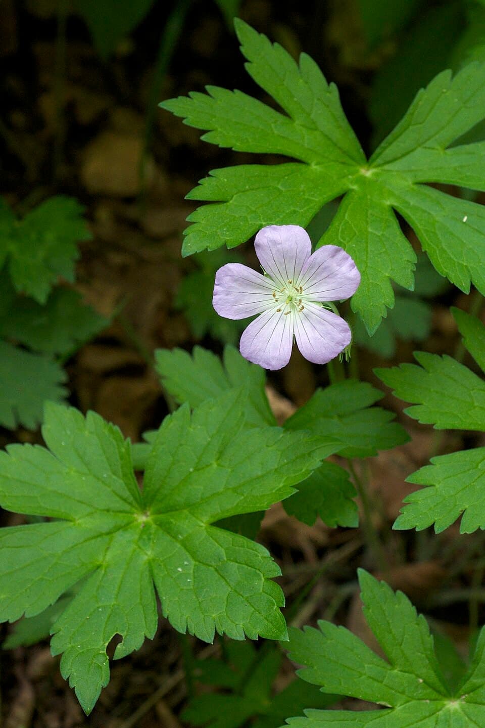 Wild Geranium (Geranium maculatum)