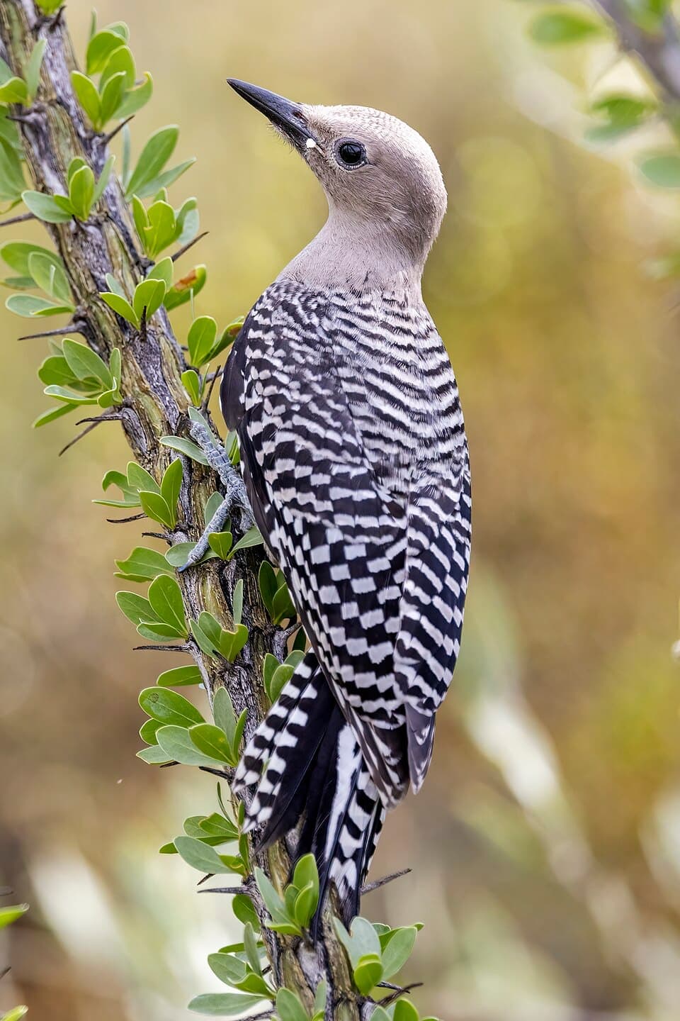 Gila Woodpecker, Melanerpes uropygialis