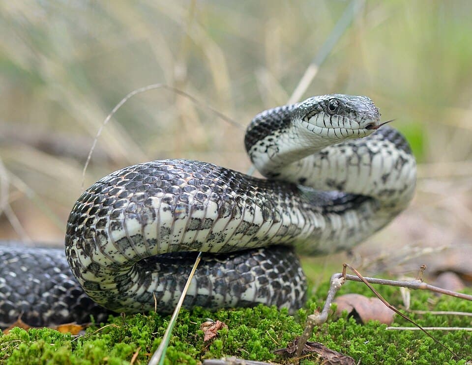 Eastern Rat Snake (Pantherophis alleghaniensis)