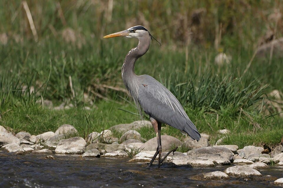 Great Blue Heron, Ardea herodias