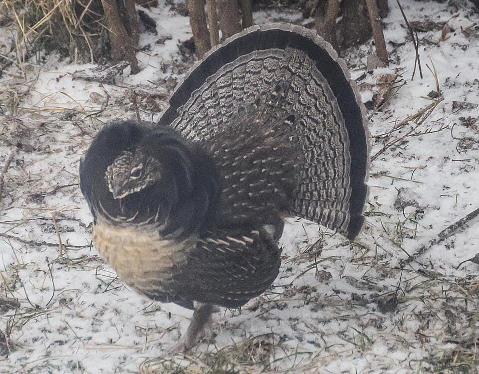 Ruffed Grouse (Bonasa umbellus)