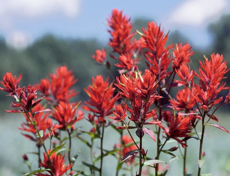 Indian Paintbrush (Castilleja linariifolia)