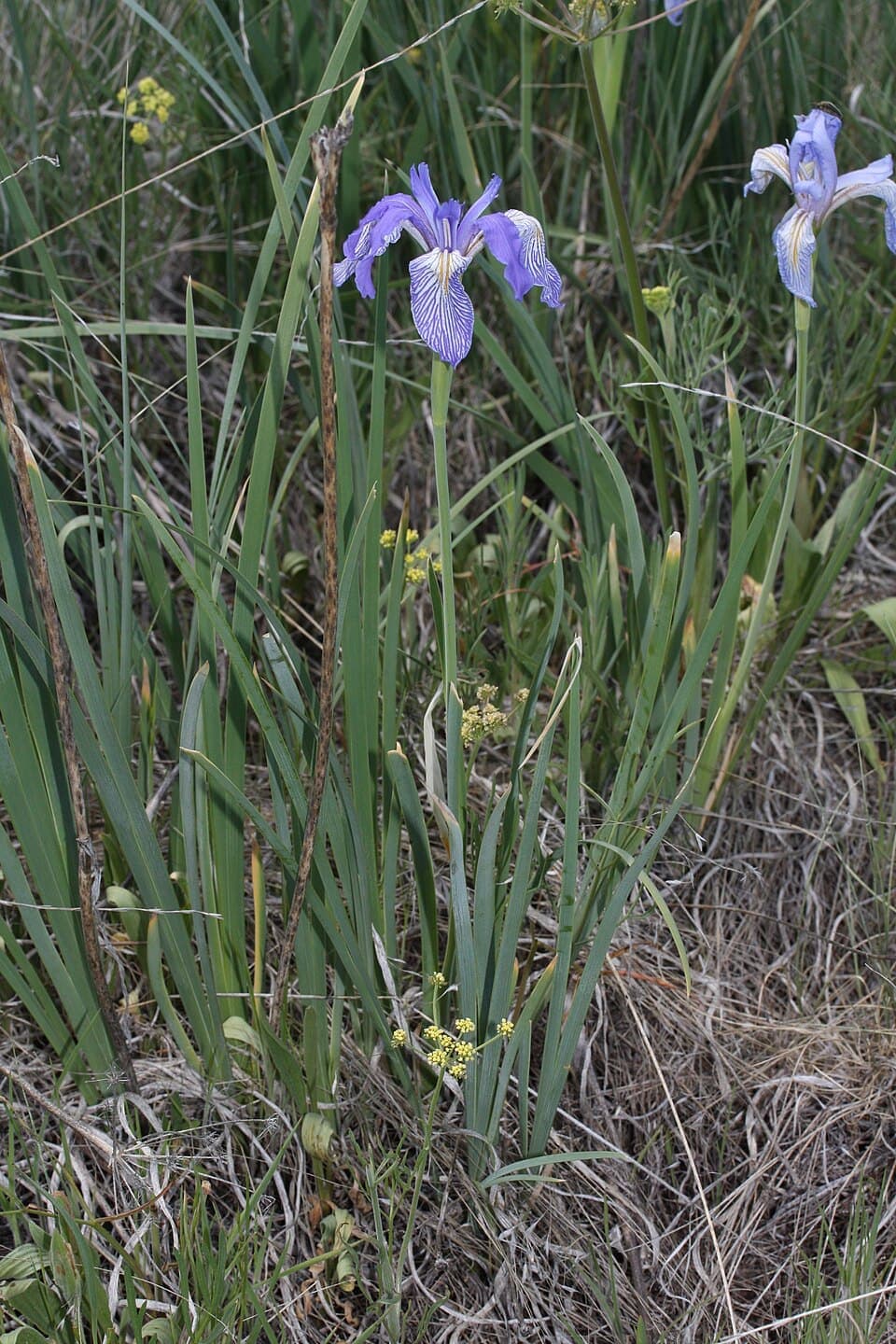 Rocky Mountain Iris, Iris missouriensis