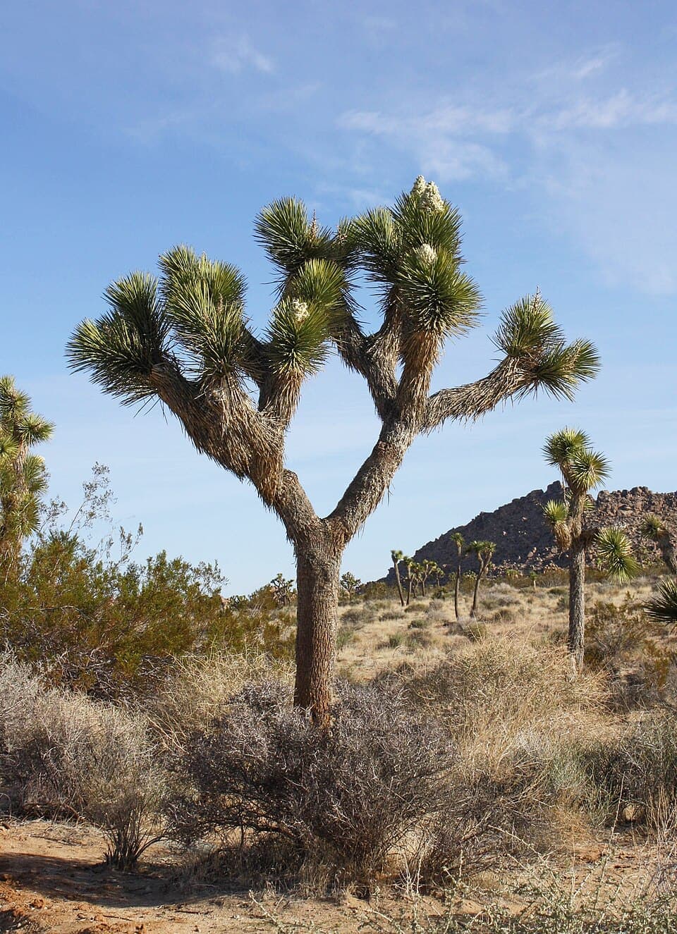 Joshua Tree, Yucca brevifolia
