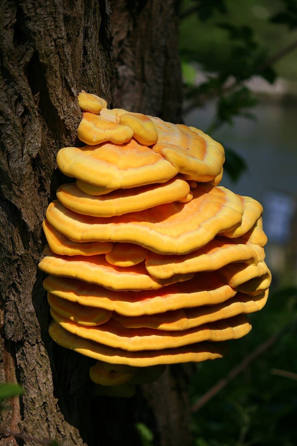 Chicken of the Woods, Laetiporus sulphureus