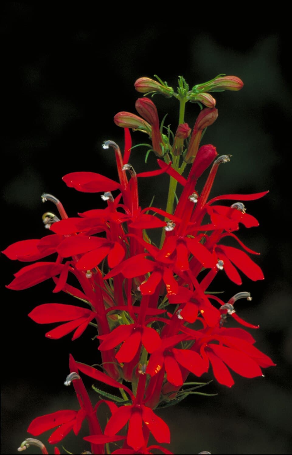 Cardinal Flower, Lobelia cardinalis