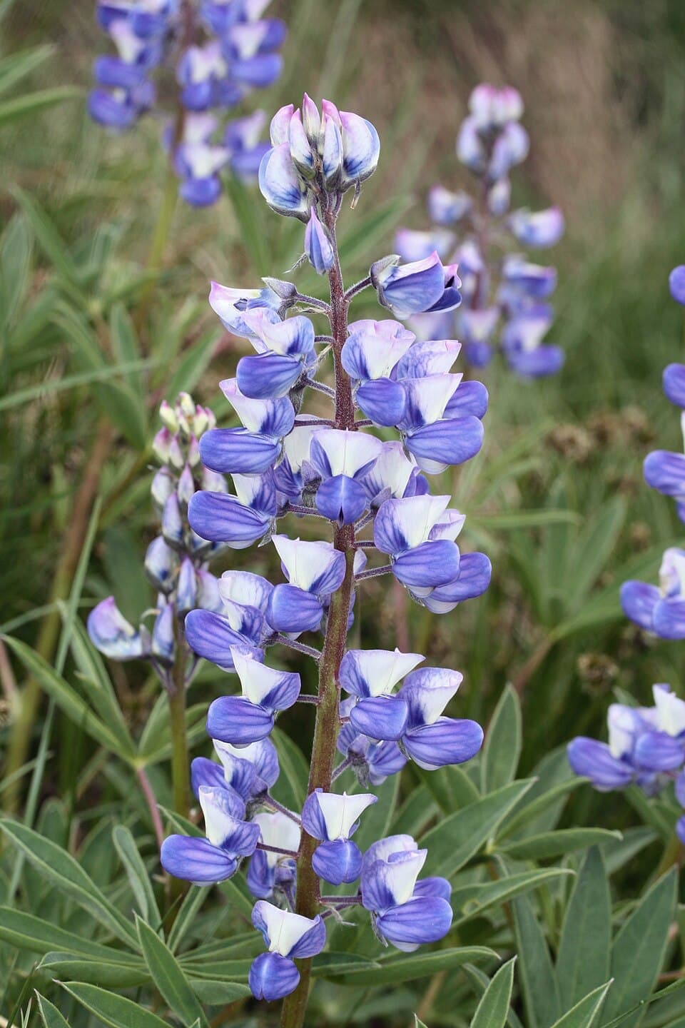 Lupine, Lupinus latifolius
