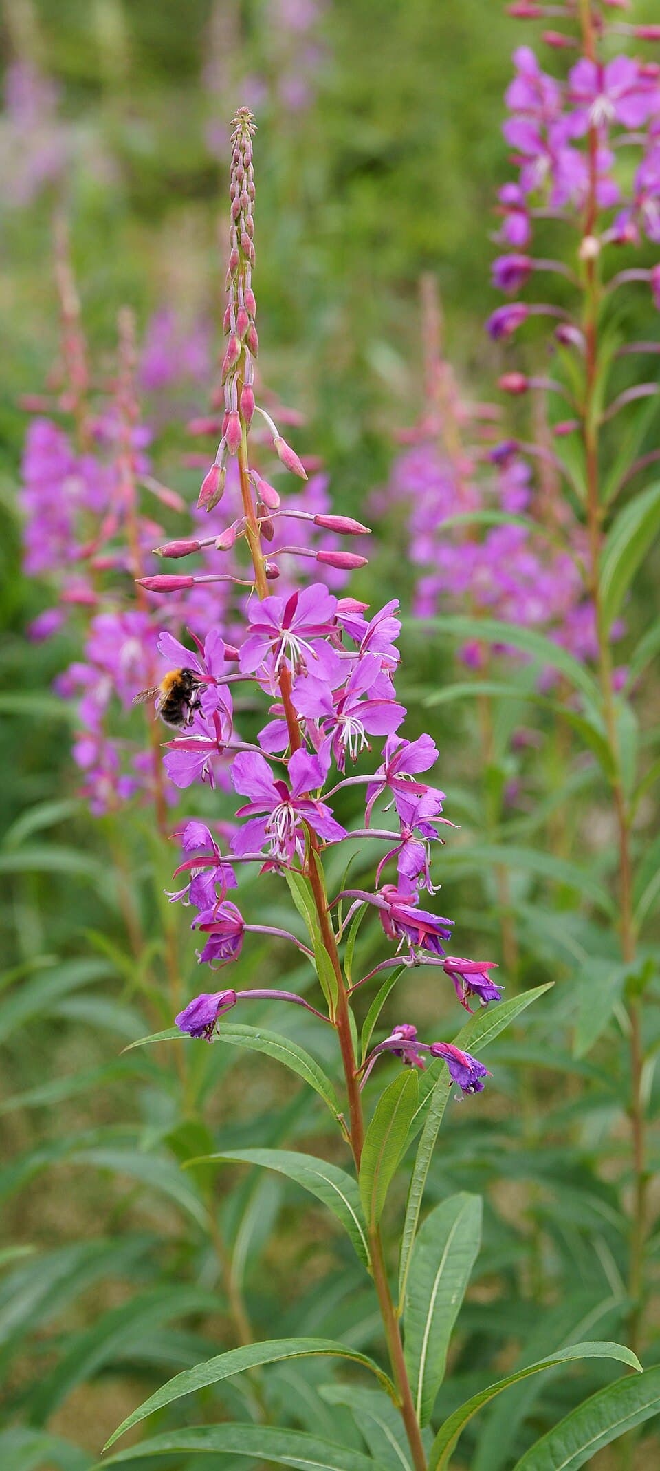 Fireweed (Chamaenerion angustifolium)