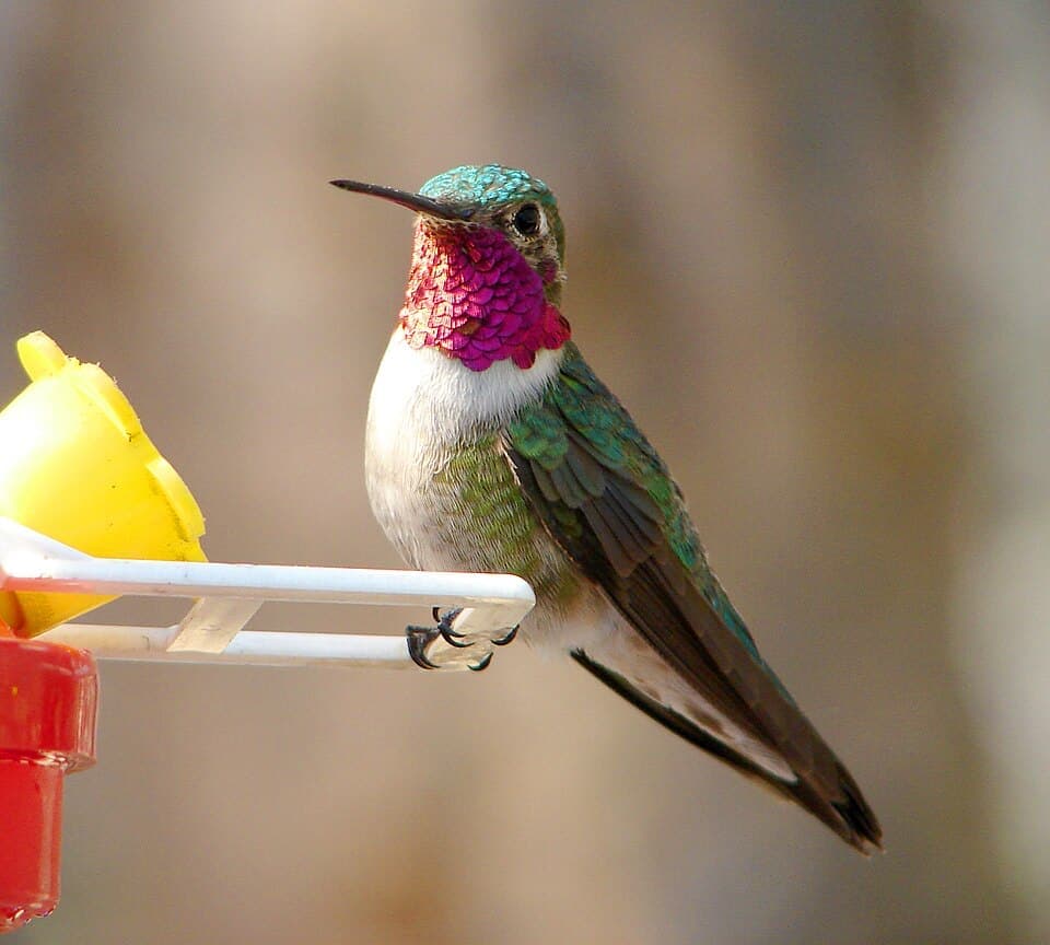 Broad-tailed Hummingbird, Selasphorus platycercus