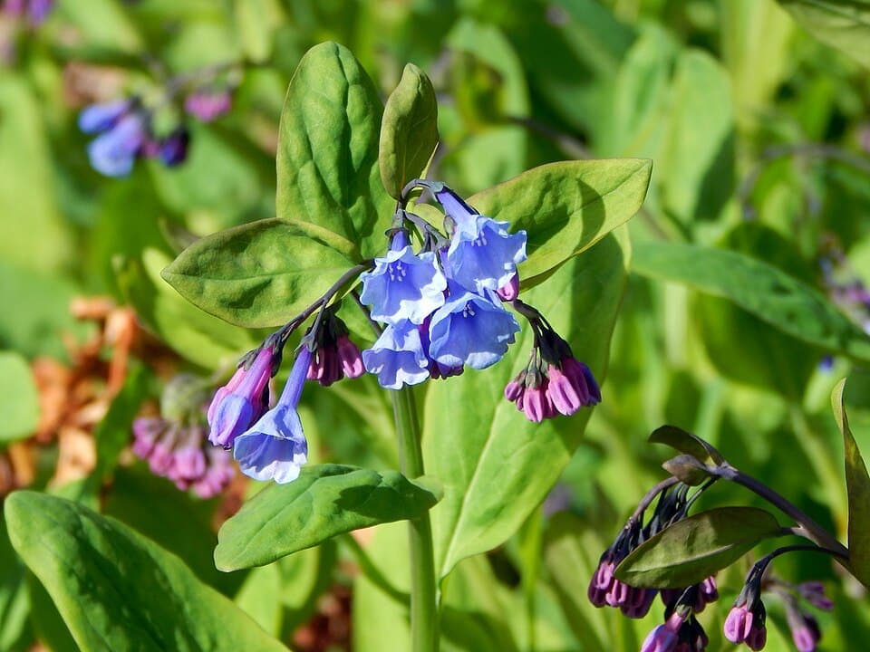 Virginia Bluebells, Mertensia virginica
