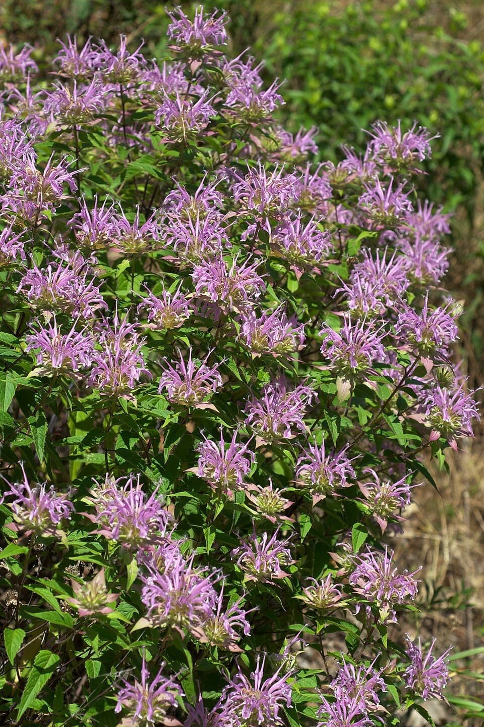 Wild Bergamot (Bee Balm), Monarda fistulosa
