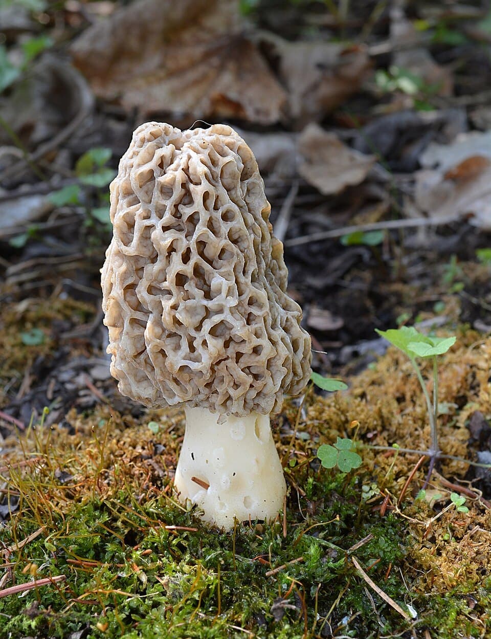 Morel Mushroom (Morchella americana)