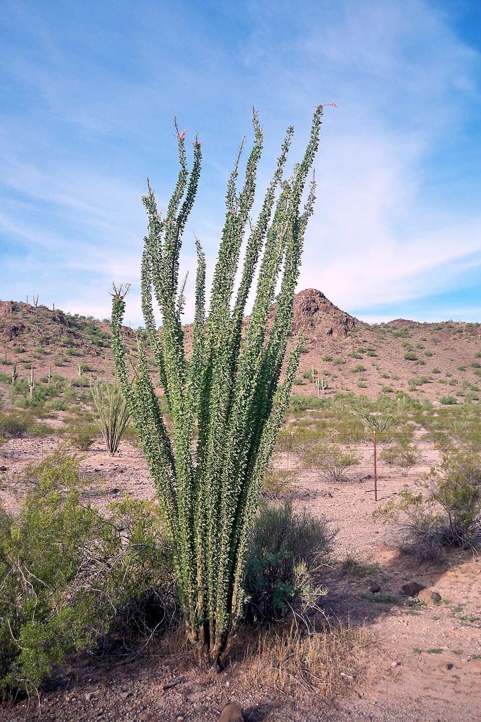 Ocotillo (Fouquieria splendens)