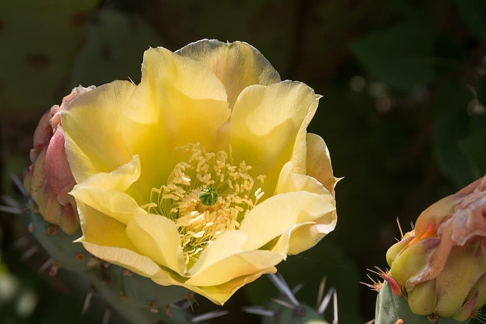 Prickly Pear Cactus (Opuntia engelmannii)