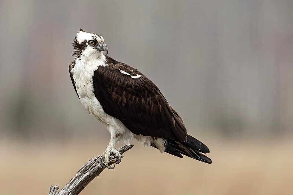 Osprey, Pandion haliaetus