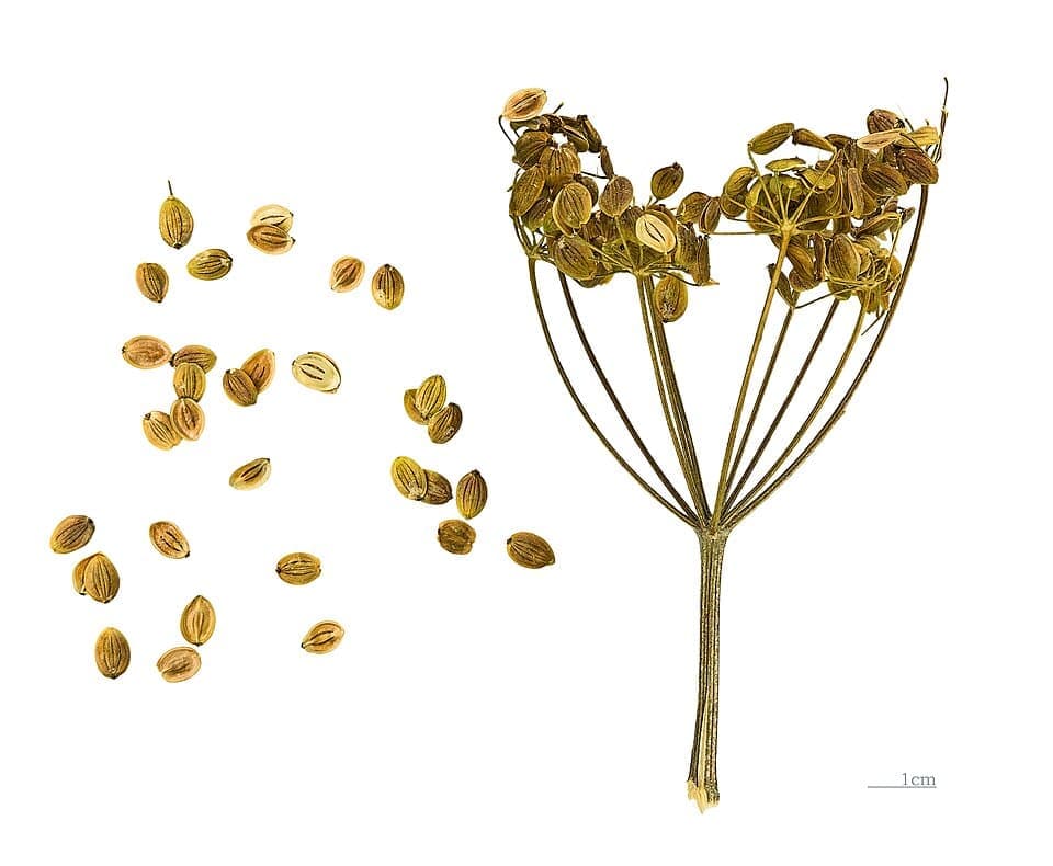 Wild Parsnip, Pastinaca sativa