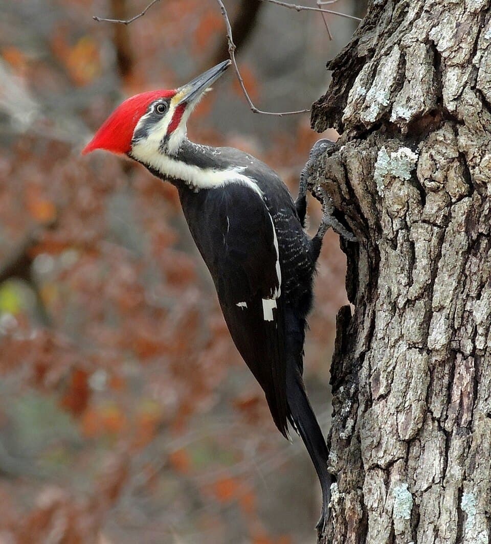 Pileated Woodpecker, Dryocopus pileatus