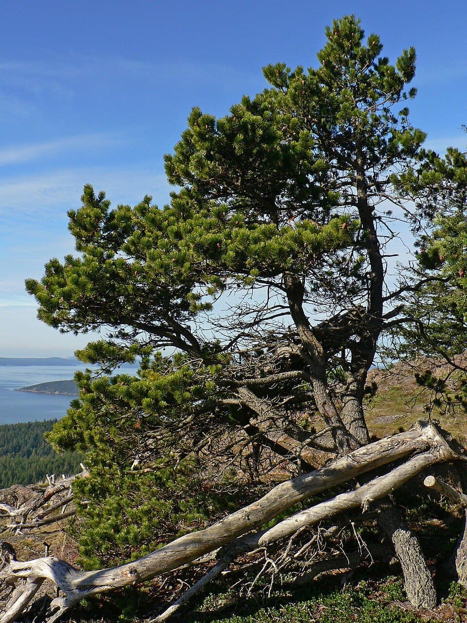 Lodgepole Pine, Pinus contorta
