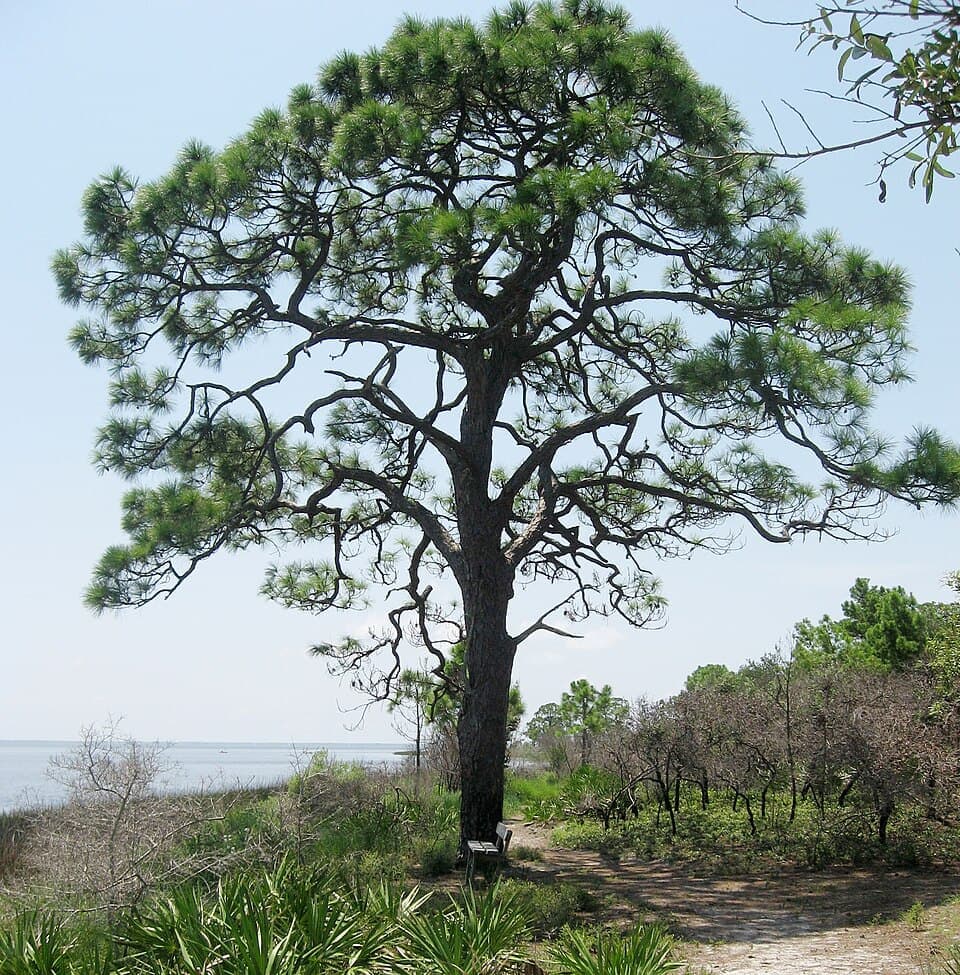 Slash Pine, Pinus elliottii
