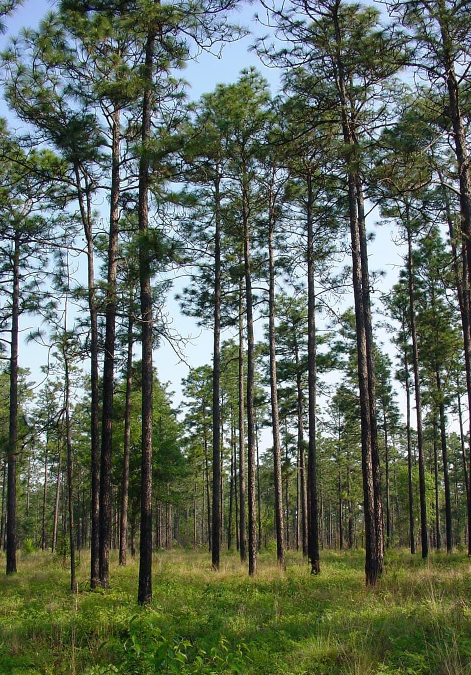 Longleaf Pine, Pinus palustris