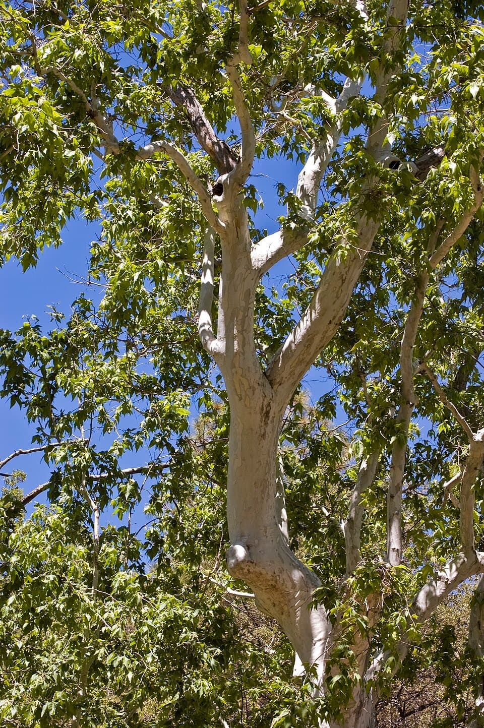 Arizona Sycamore, Platanus wrightii