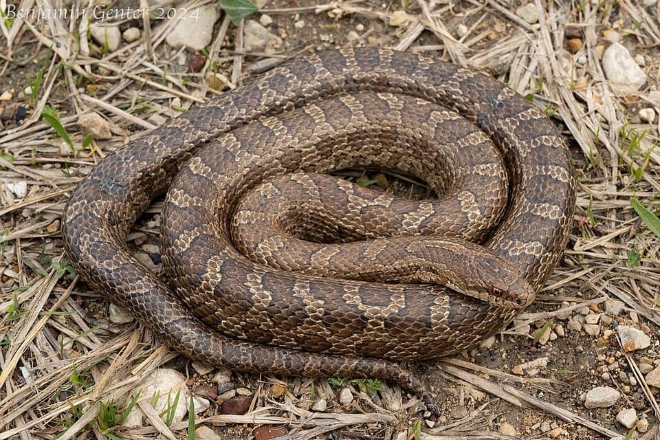 Prairie Kingsnake, Lampropeltis calligaster