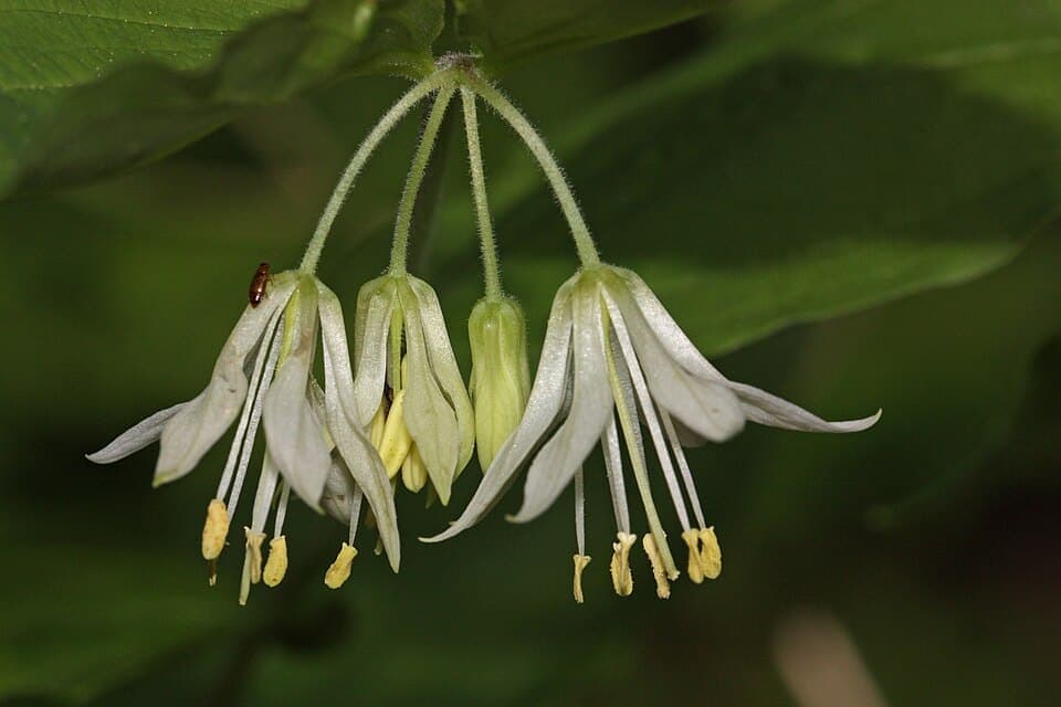 Hooker's Fairybells, Prosartes hookeri
