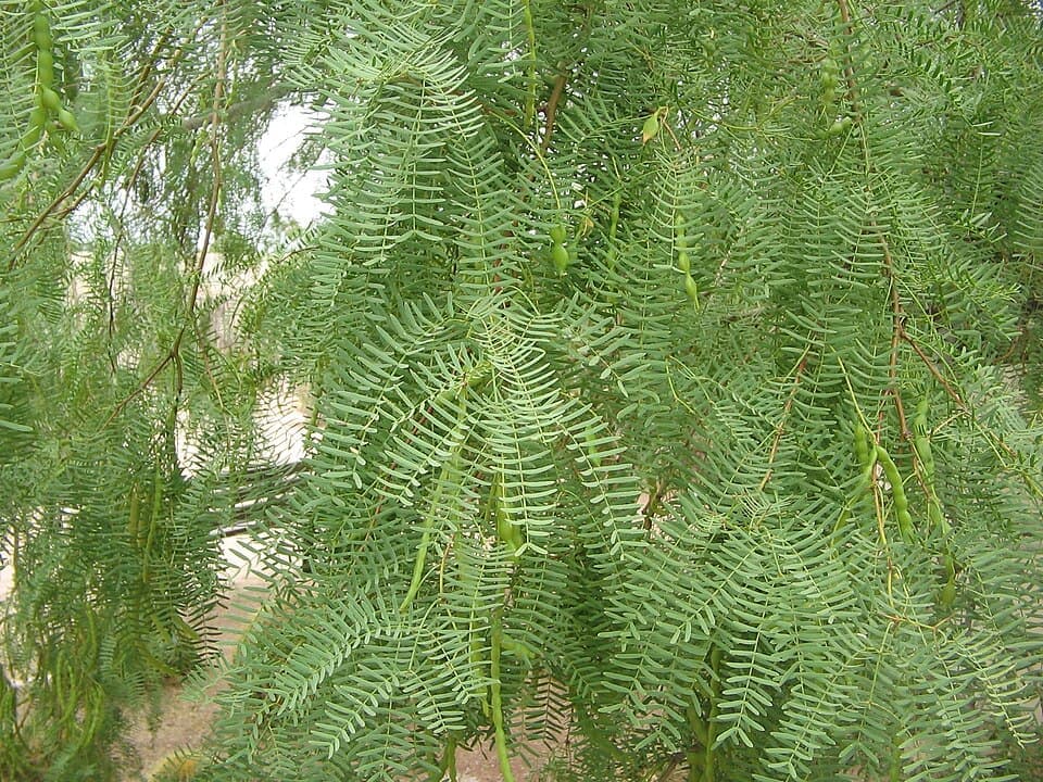 Honey Mesquite, Prosopis glandulosa