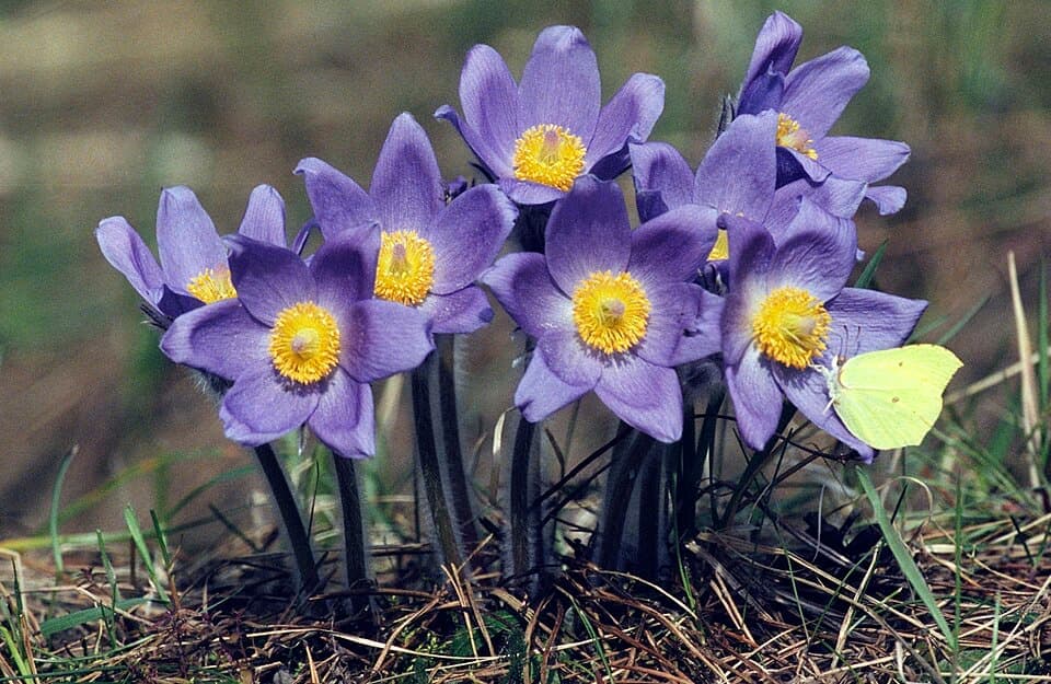 Pasque Flower (Pulsatilla patens)