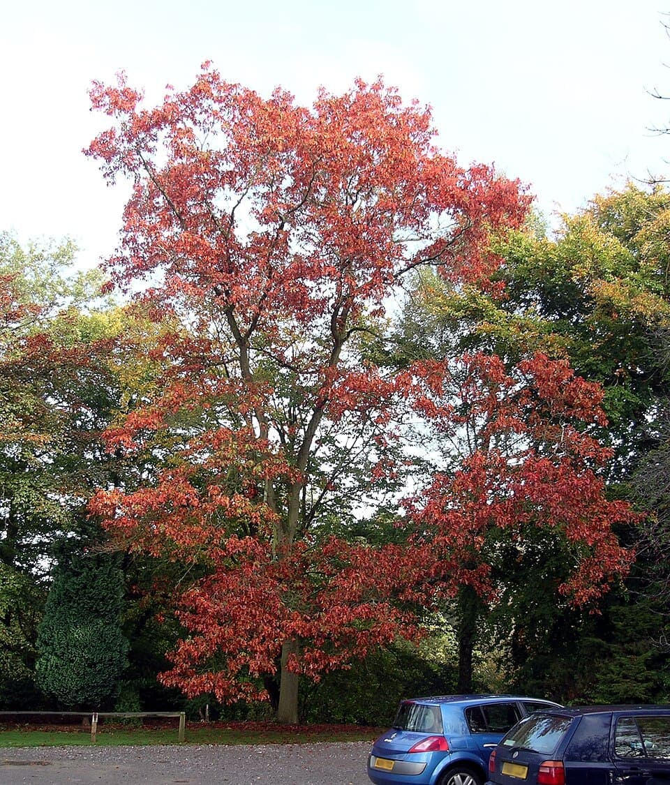 Northern Red Oak (Quercus rubra)