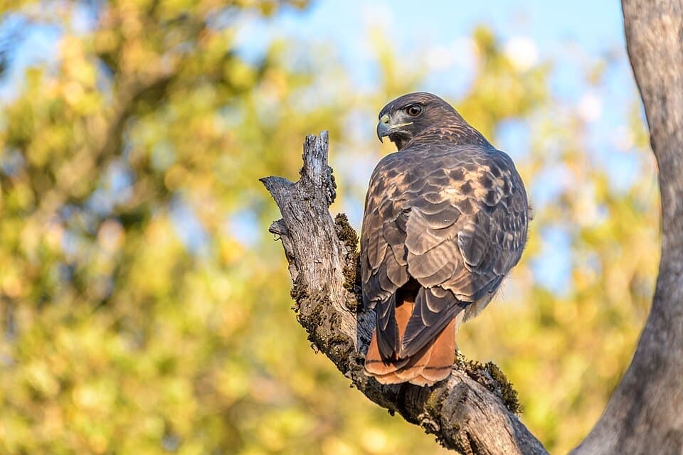 Red-tailed Hawk, Buteo jamaicensis