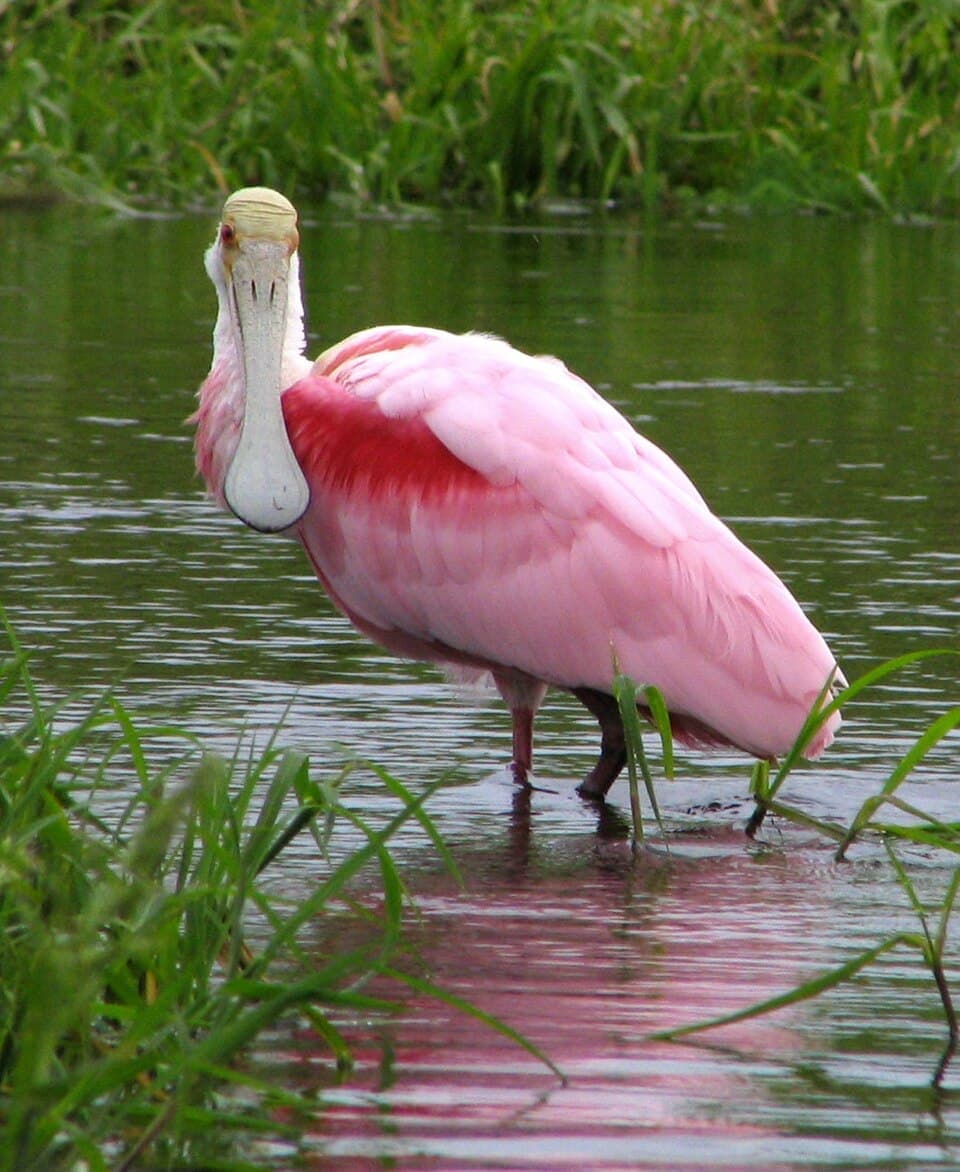 Roseate Spoonbill, Platalea ajaja