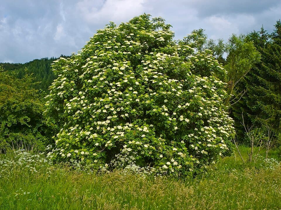 Elderberry (Sambucus nigra)