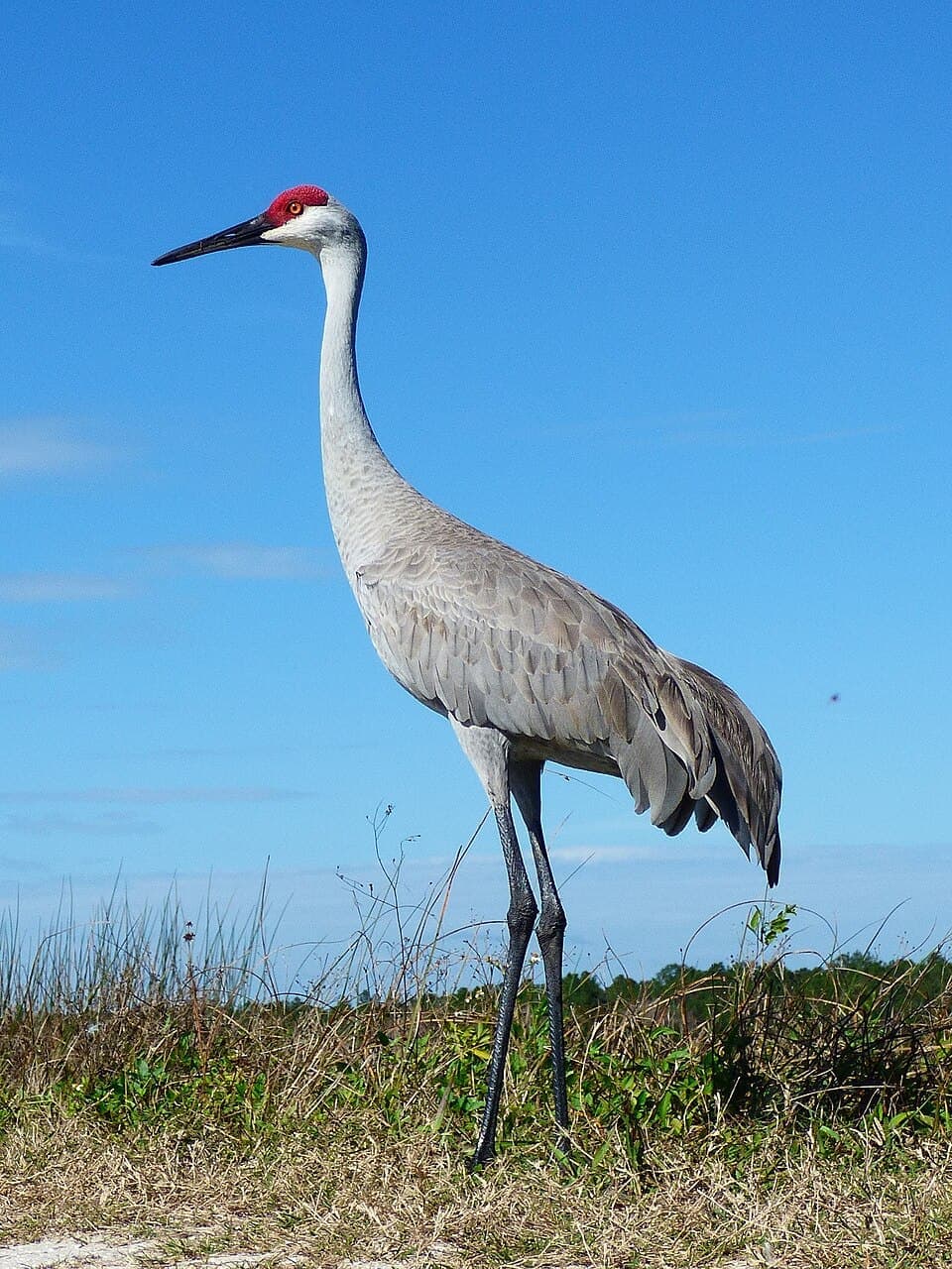 Sandhill Crane, Antigone canadensis