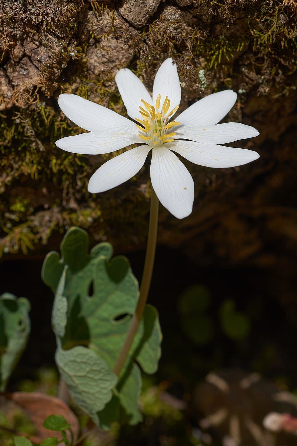 Bloodroot (Sanguinaria canadensis)