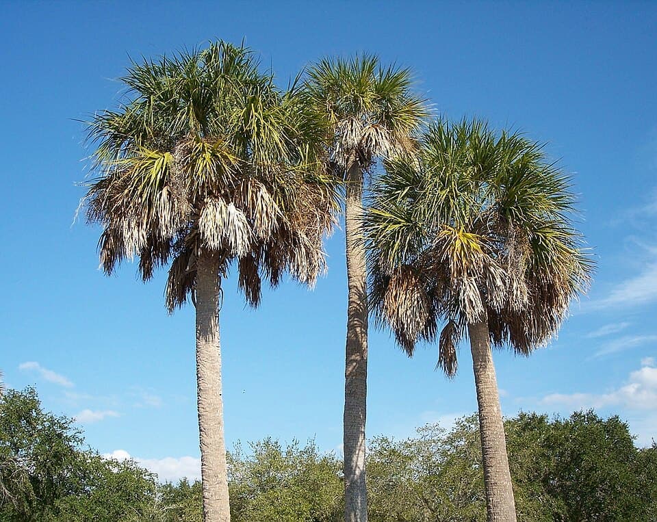 Cabbage Palm (Sabal palmetto)