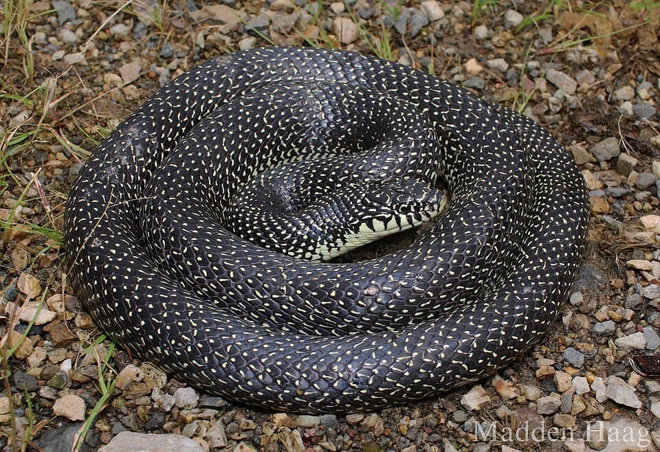 Speckled Kingsnake (Lampropeltis holbrooki)