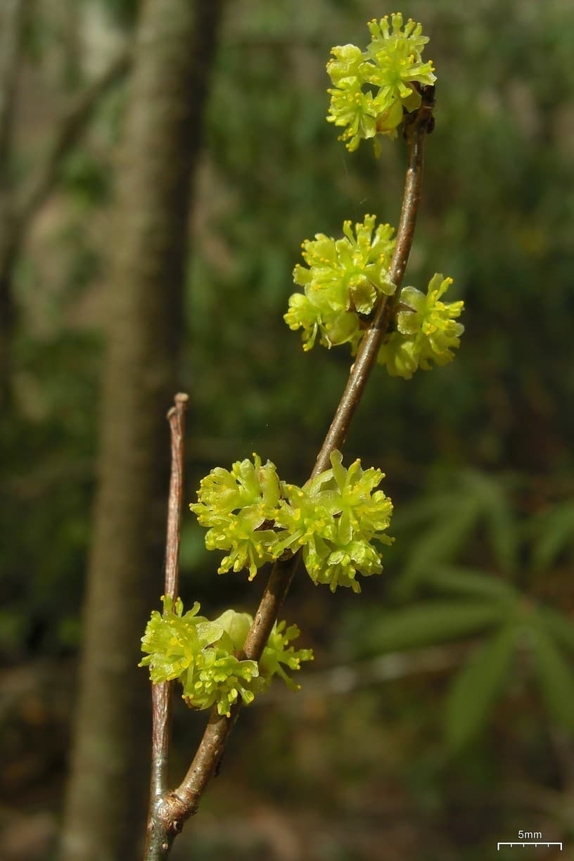 Spicebush, Lindera benzoin